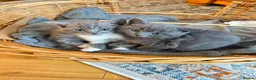 British Shorthair cats for sale: Two British shorthairs for sale  - Advert 7