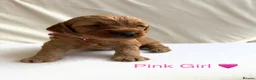 Cockapoo dogs for sale: 🐶 Beautiful Cockapoo Puppies ❤️ in Swadlincote - Advert 10