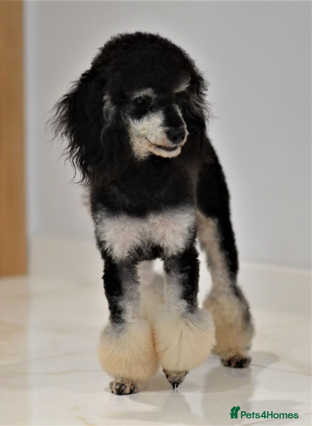 Miniature Poodle dogs for sale: SMALL SIZE MINIATURE PUPPIES RARE COLOUR DNA TEST - Image 31