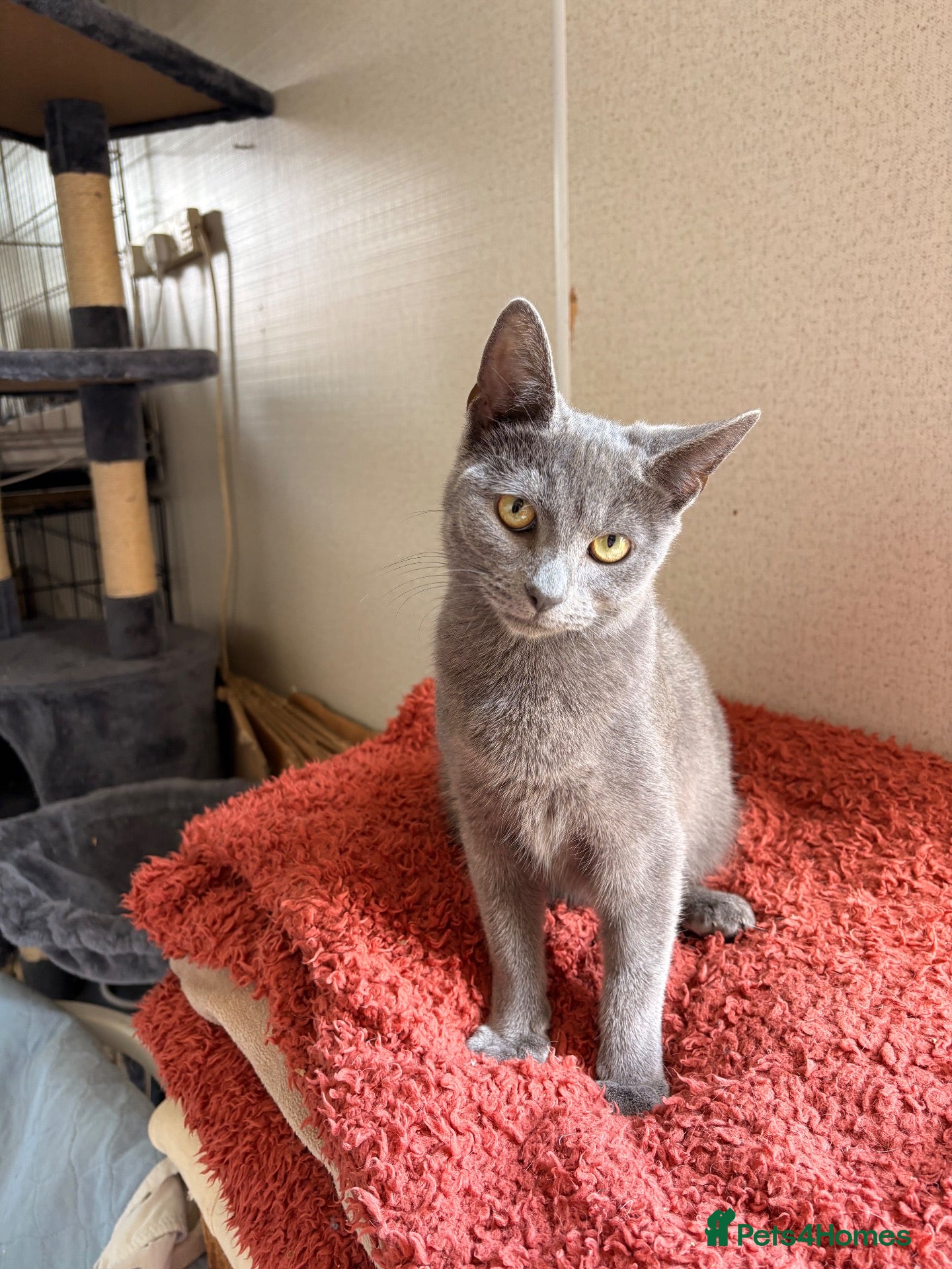 Mixed Breed cats Grey mixed breed kittens  - Advert 1