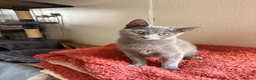 Mixed Breed cats for sale: Grey mixed breed kittens  - Advert 1