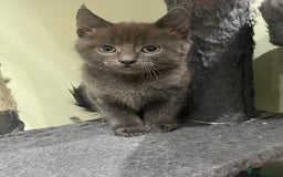Mixed Breed cats for sale: ONE LEFT READY NOW - Image 1