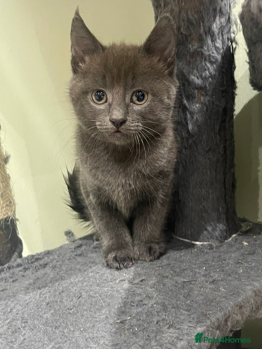 Mixed Breed cats for sale: ONE LEFT READY NOW - Image 1
