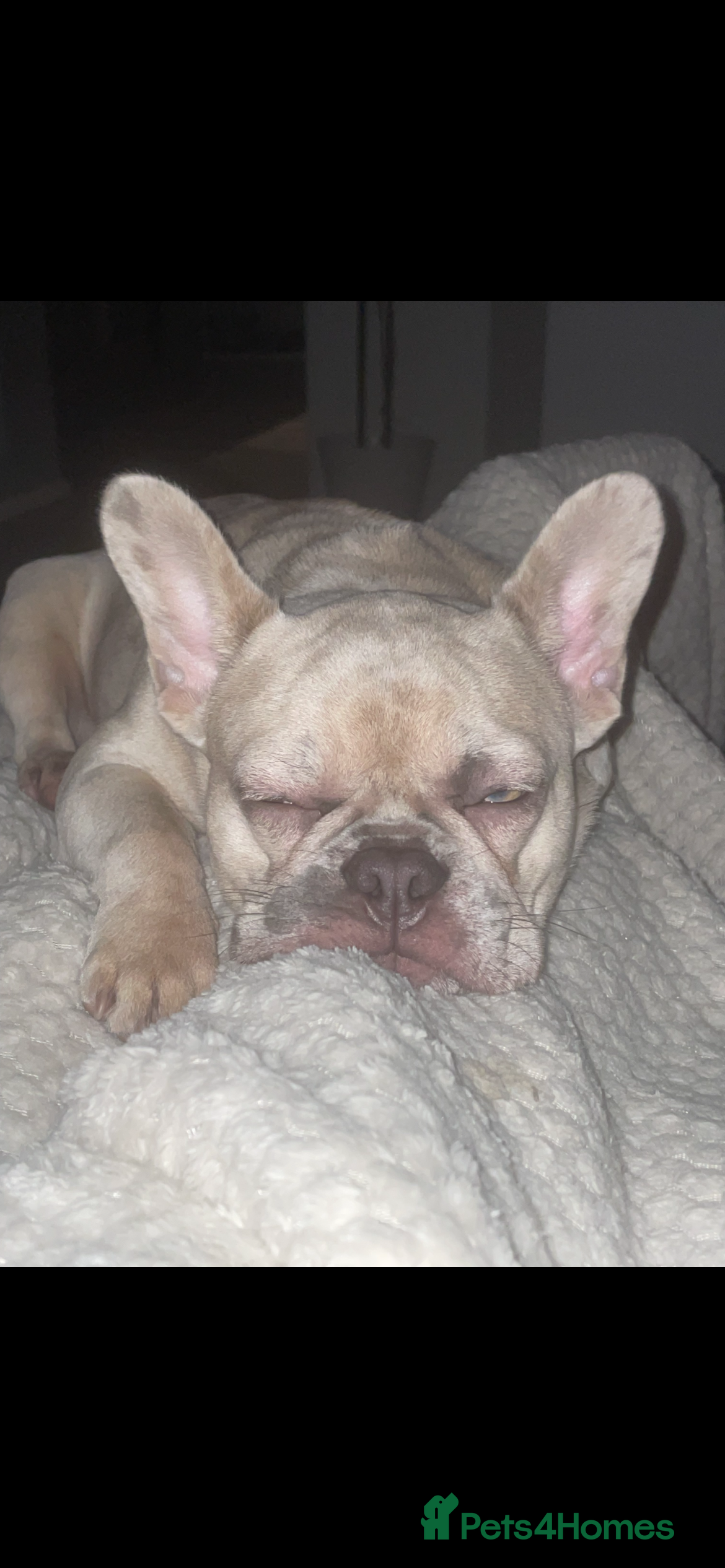 French Bulldog dogs Beautiful Girl  - Advert 1