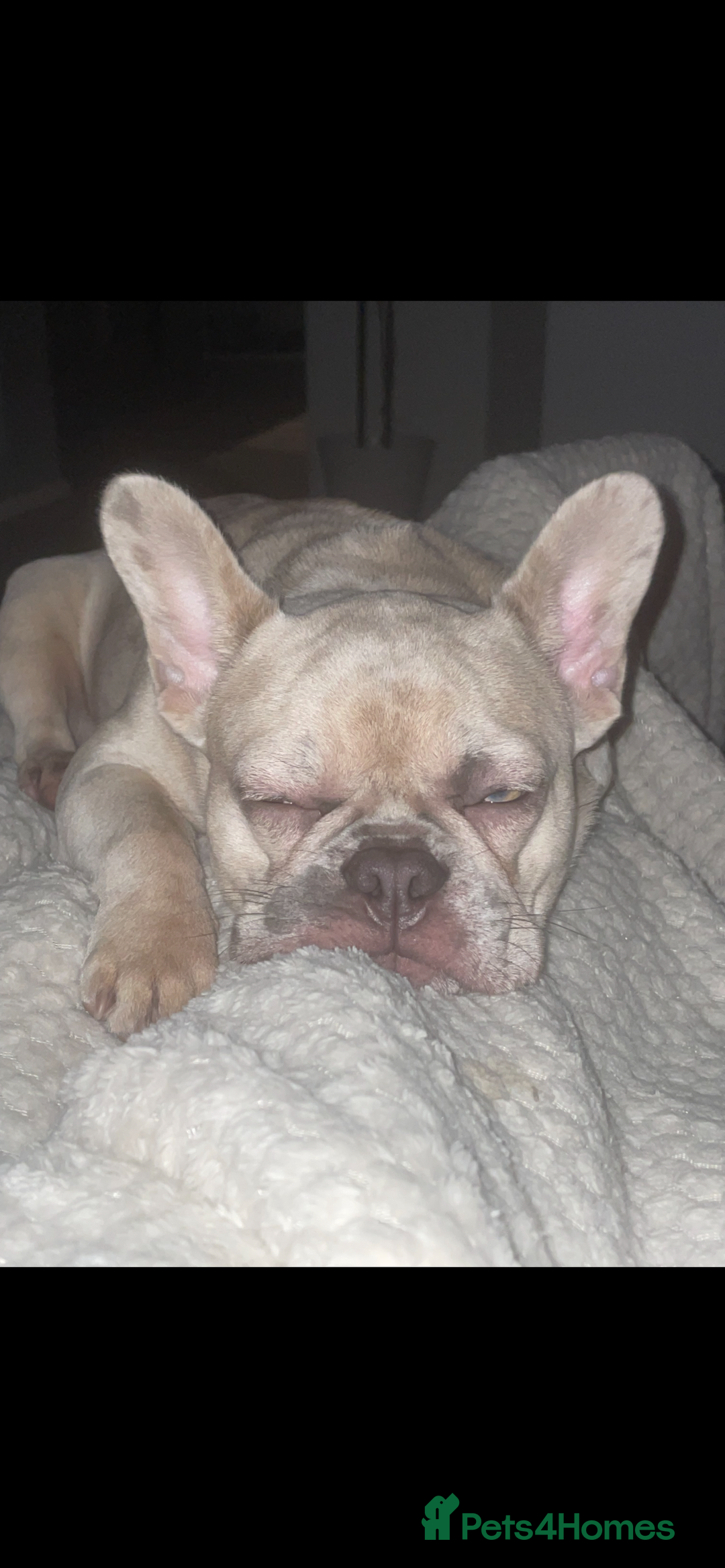 French Bulldog dogs for sale: Beautiful Girl  - Advert 1
