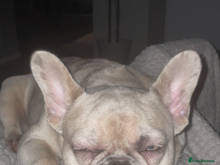 French Bulldog dogs Beautiful Girl - Advert 1