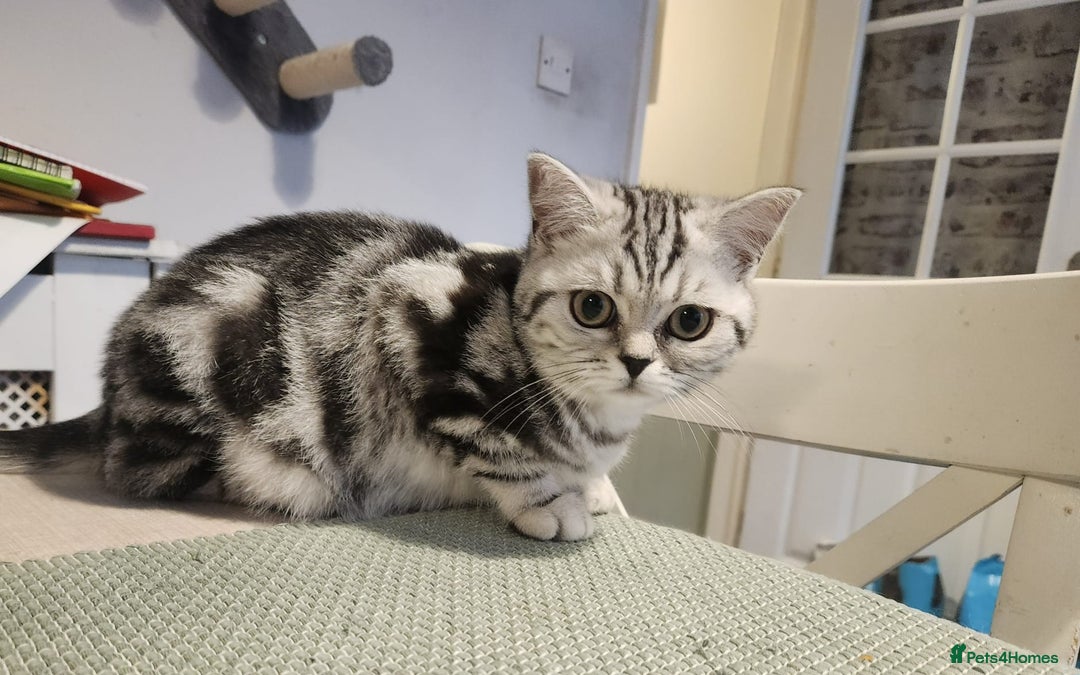 British Shorthair cats for sale: Stunning BSH Silver tabby female kitten - Image 2