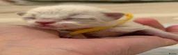 Ragdoll cats for sale: Adorable litter of Ragdoll kittens - Advert 2