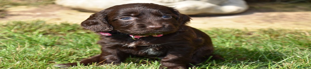Cocker Spaniel Puppy 5