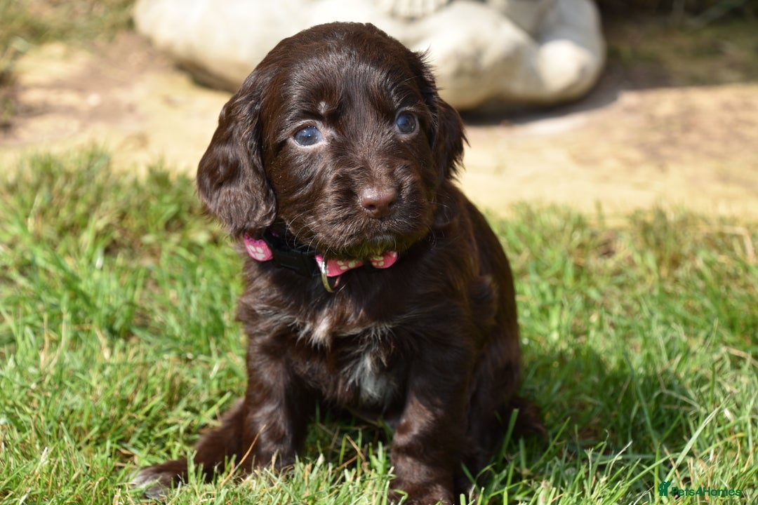 Cocker Spaniel dogs for sale: Kc Reg Cocker Spaniel Puppies Available - Image 8