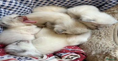 Siamese cats - Advert 12