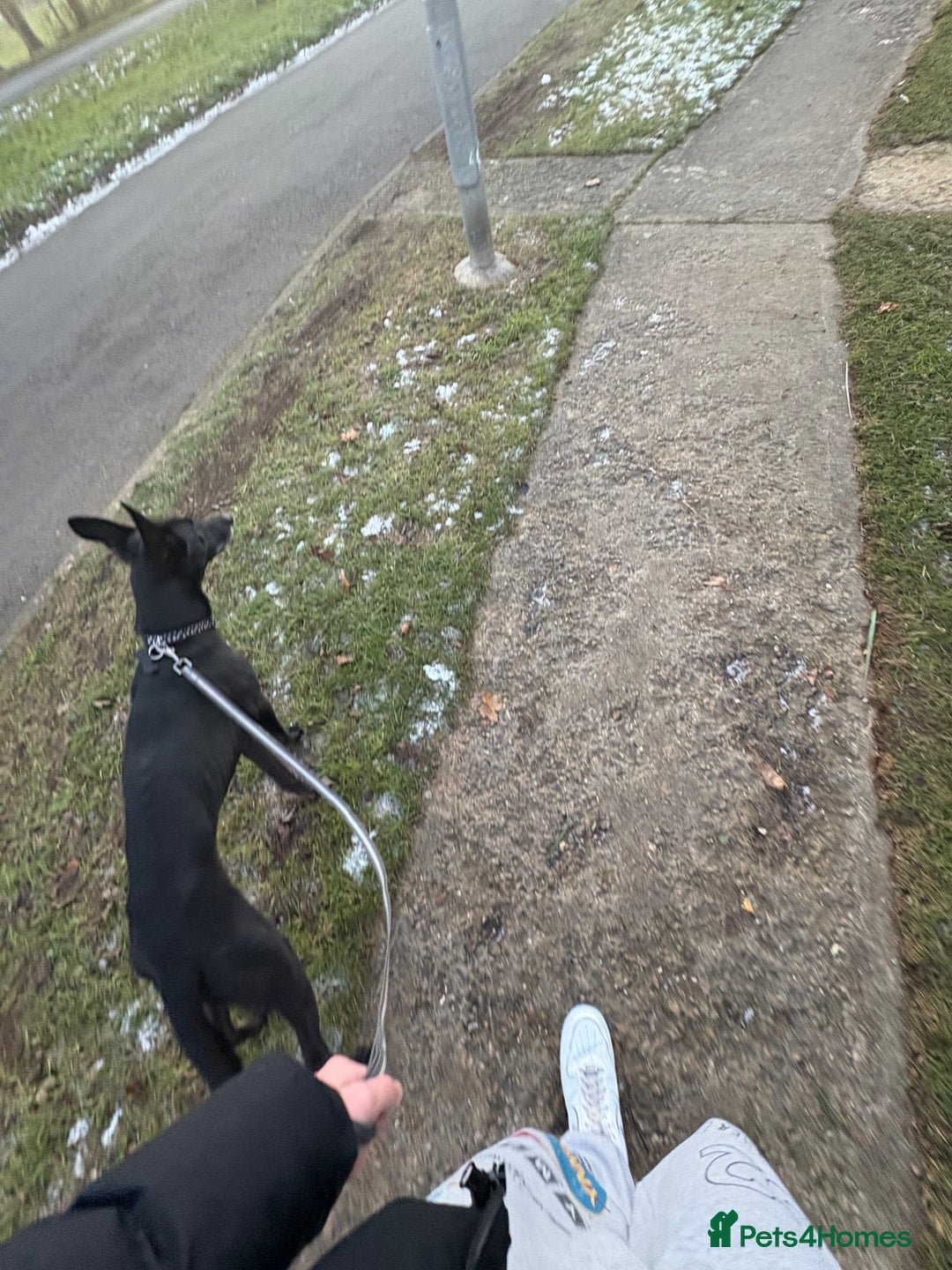 Greyhound dogs for sale: Lycan  - Advert 2