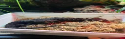 Skink reptiles for sale: Breeding pair of red eye crocodile skinks - Advert 9