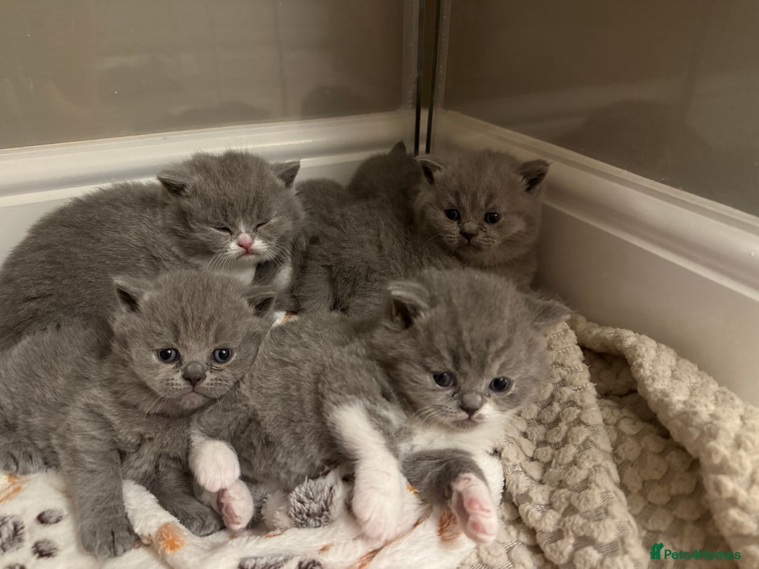 British Shorthair cats for sale: 5 chunky British shorthair kittens for sale  - Advert 5
