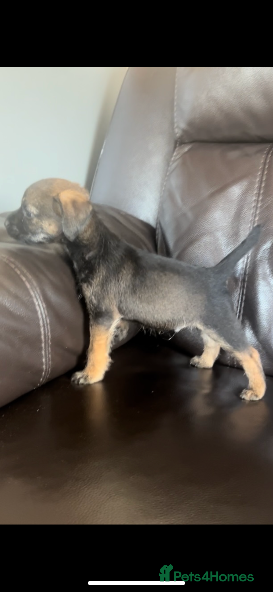 Border Terrier dogs Border Terrier puppies - Advert 1