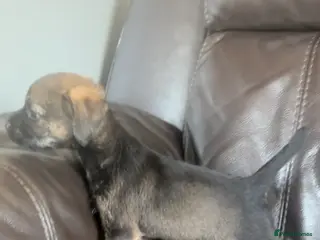 Border Terrier dogs Border Terrier puppies - Advert 1