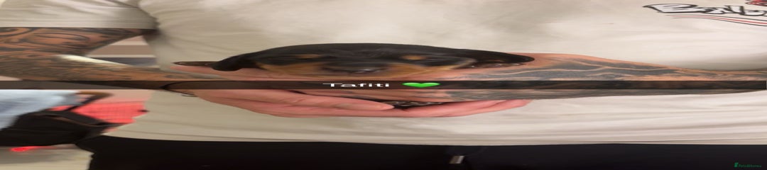 Miniature Dachshund Puppy 4