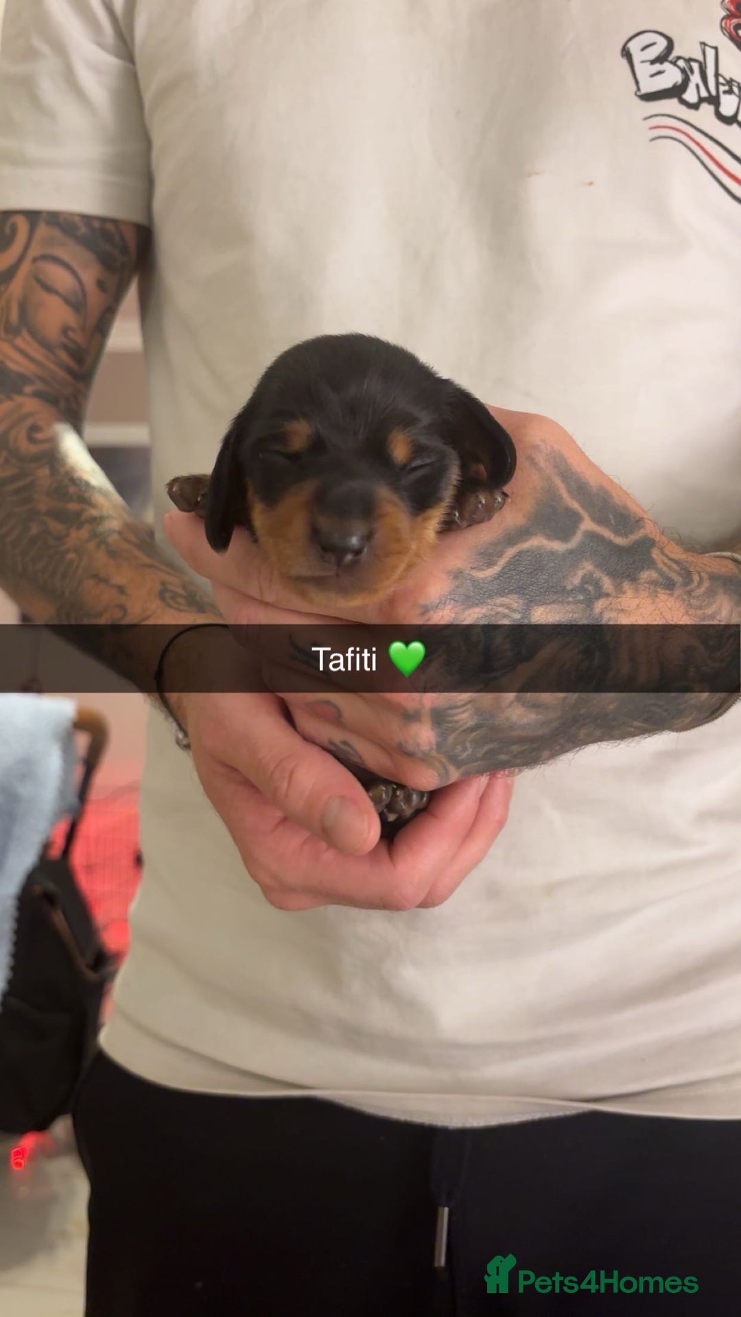 Miniature Dachshund dogs for sale: FOR SALE *Miniature dachshund puppies*  - Image 26