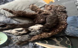 Labradoodle dogs for sale: 🐾Stunning Mini Labradoodle F1b Pups DNA Check🐾  - Image 19