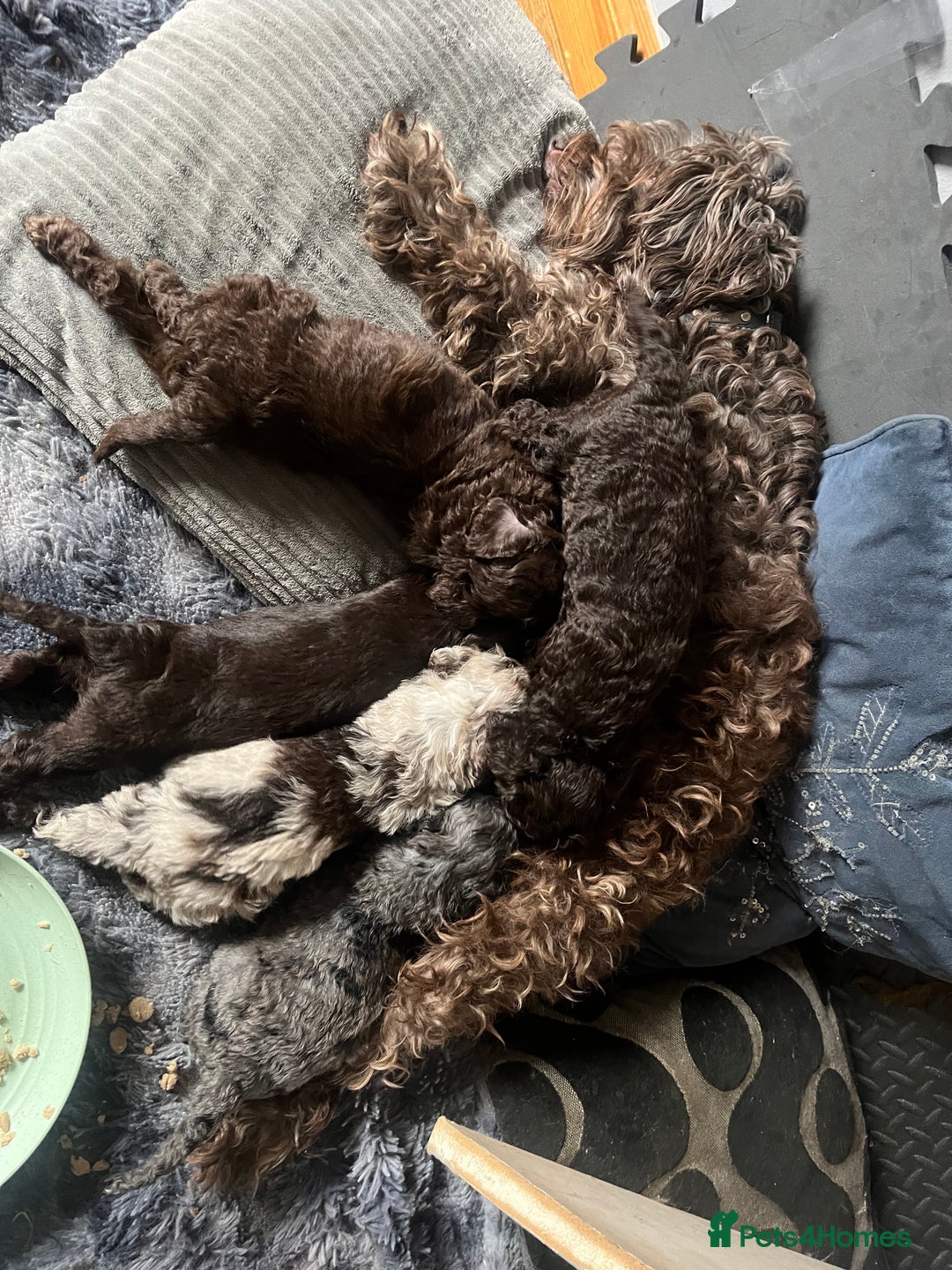 Labradoodle dogs for sale: 🐾Stunning Mini Labradoodle F1b Pups DNA Check🐾  - Image 19
