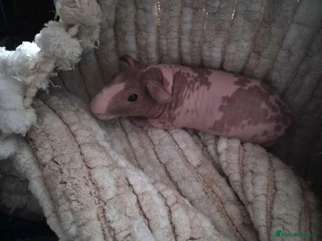 Guinea Pig rodents for sale: Skinny pigs  in Wallsend - Advert 2