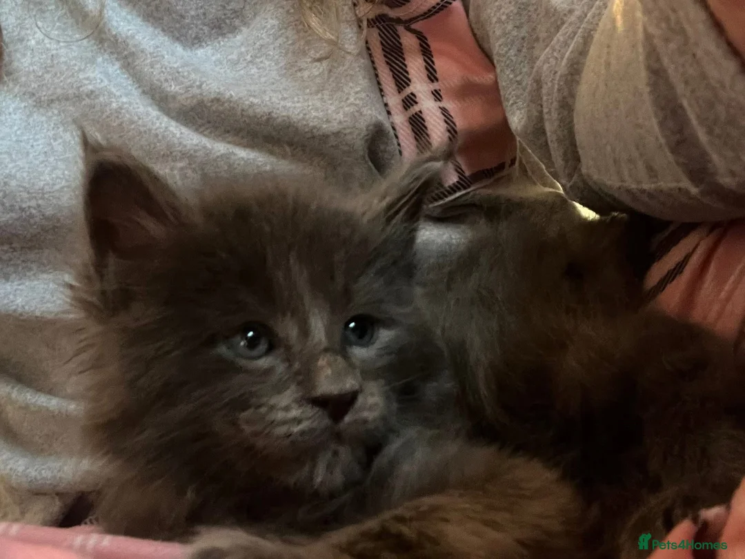 Maine Coon cats for sale: Stunning TICA Russian Maine Coon 1 left! - Advert 2