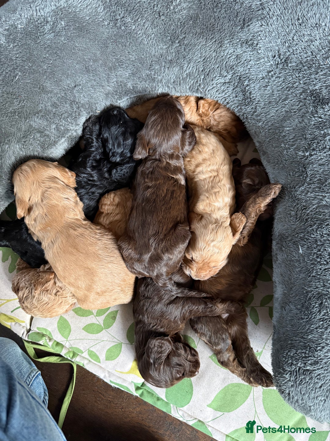 Cockapoo dogs for sale: 8 beautiful miniature cockapoo puppies - Advert 2