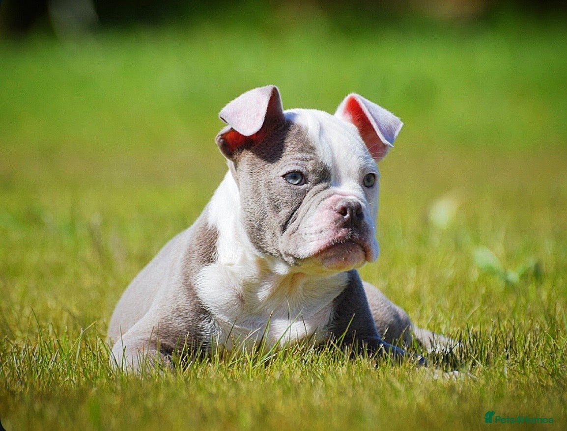 Old Tyme Bulldog dogs 23 YEARS, EXPERIENCE, 5 STAR RATED, LICENSED - Advert 3