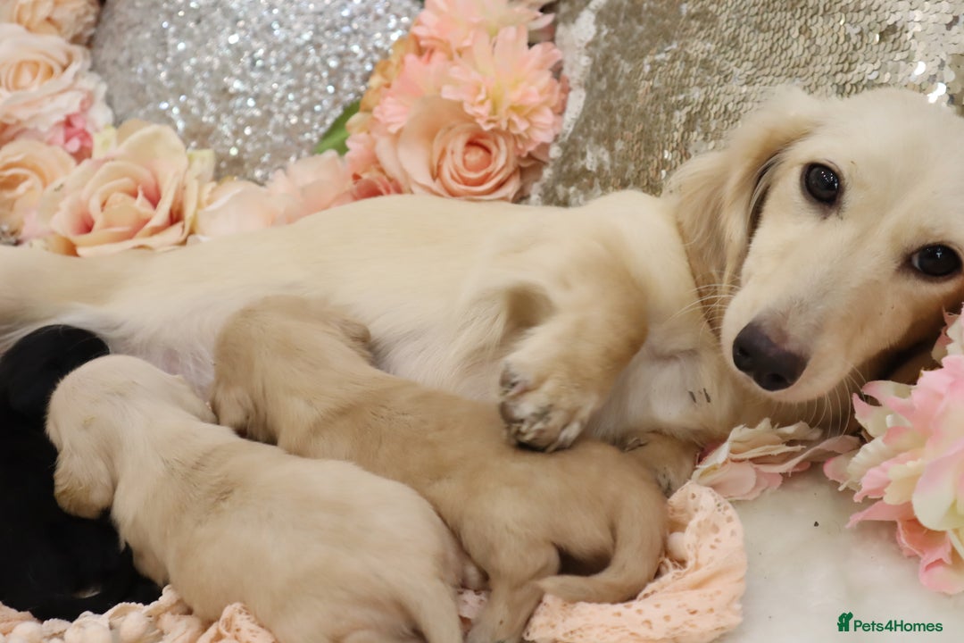 Miniature Dachshund dogs for sale: KC Longhair Miniature Dachshund Puppies - Image 15