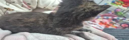Domestic Shorthair cats for sale: Adorable kittens for sale in Rochford - Advert 7