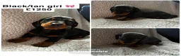 Miniature Dachshund dogs for sale: Miniature dachshunds KC Registered  - Advert 4