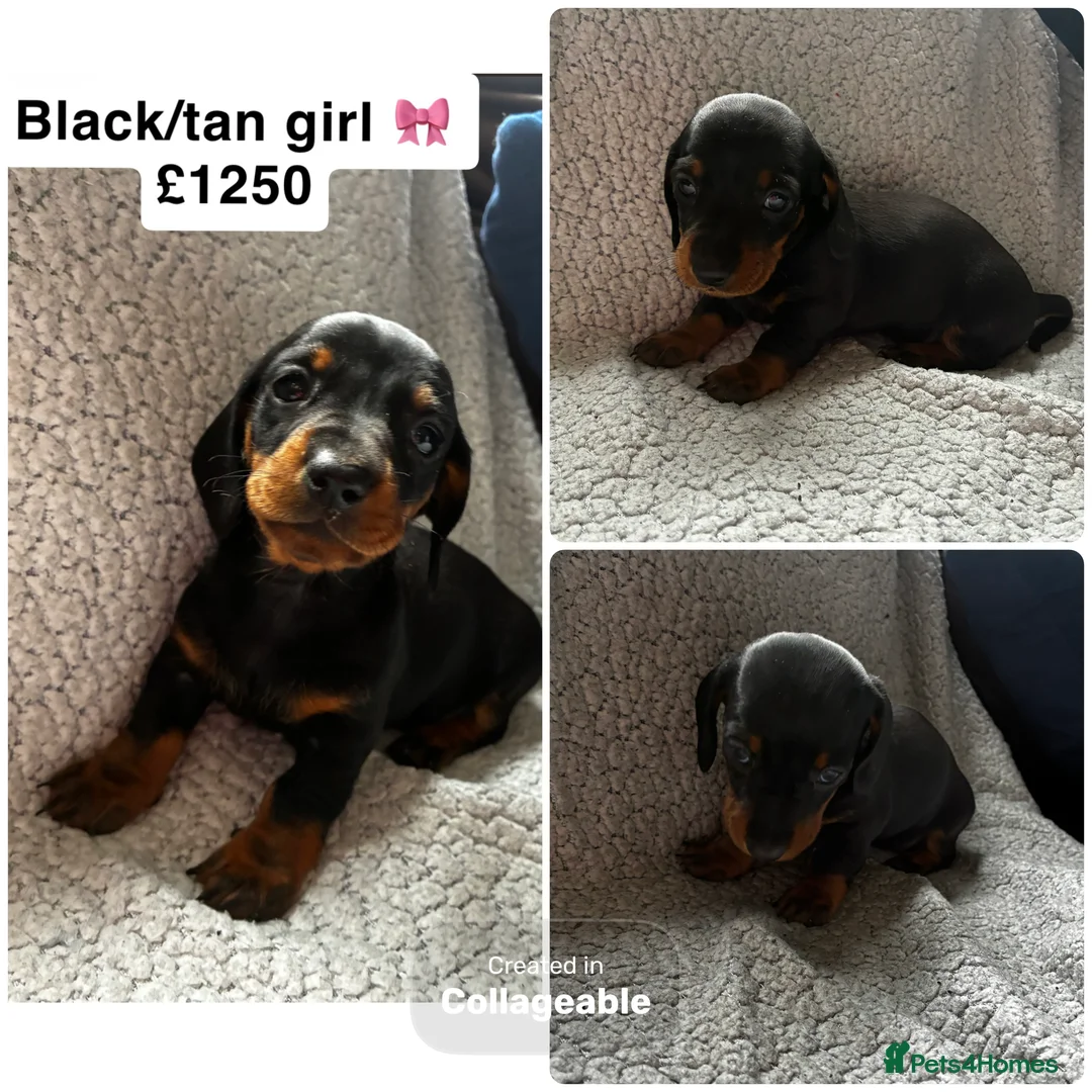 Miniature Dachshund dogs for sale: Miniature dachshunds KC Registered  - Advert 4