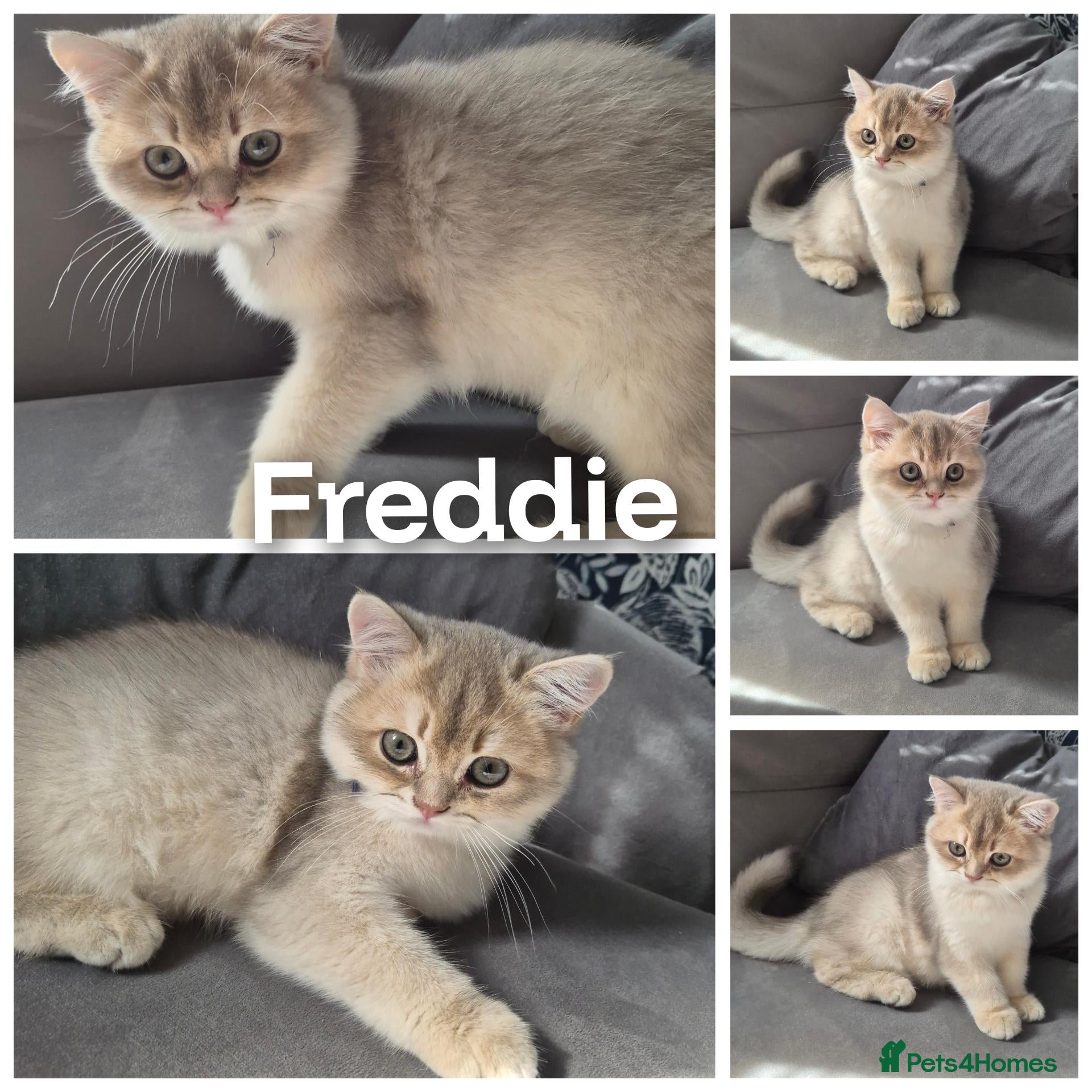 British Shorthair cats Beautiful registered Blue Golden, Lilac Golden  - Advert 11