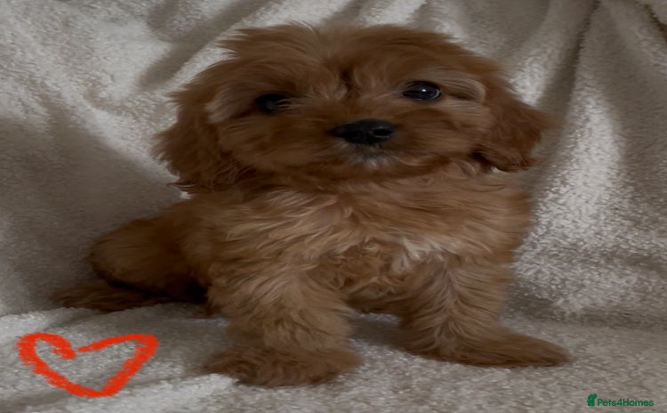 Cavapoo dogs - Advert 8