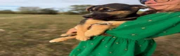 Mixed Breed dogs for sale: Puppies for forever homes - Advert 4