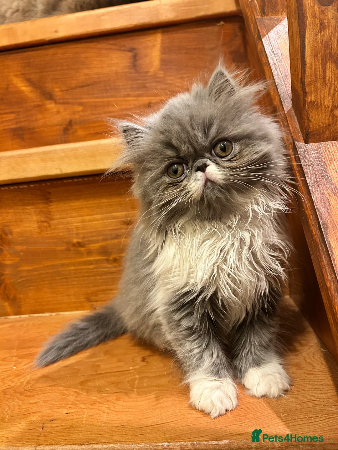 Persian cats for sale: Baby Dewdrop pedigree Persian  - Advert 1