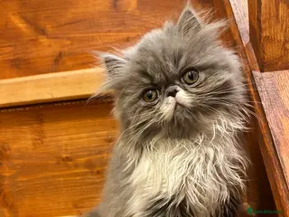 Persian cats Baby Dewdrop pedigree Persian - Advert 1