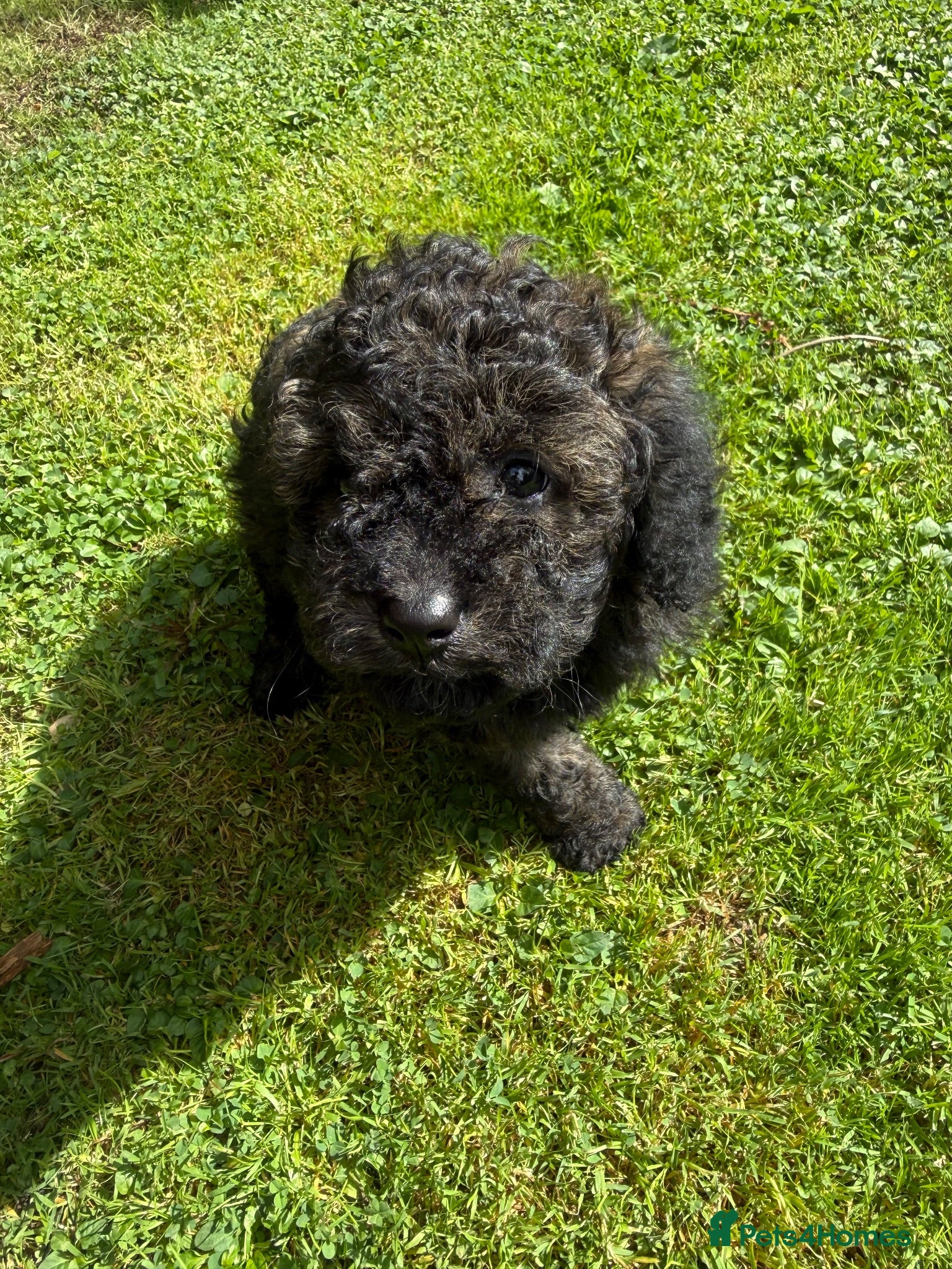 Cavapoo dogs CavapooF1b Girl Parents Extensively Health Tested  - Advert 18