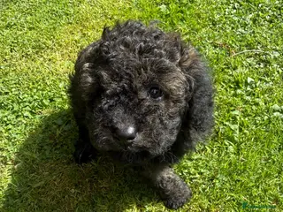 Cavapoo dogs CavapooF1b Girl Parents Extensively Health Tested - Advert 2