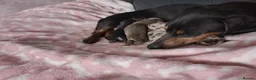 Miniature Dachshund dogs for sale: Beautiful miniature dachshund puppies  in Liverpool - Advert 14