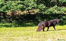 Shetland pony horses for sale: Storm - Image 3