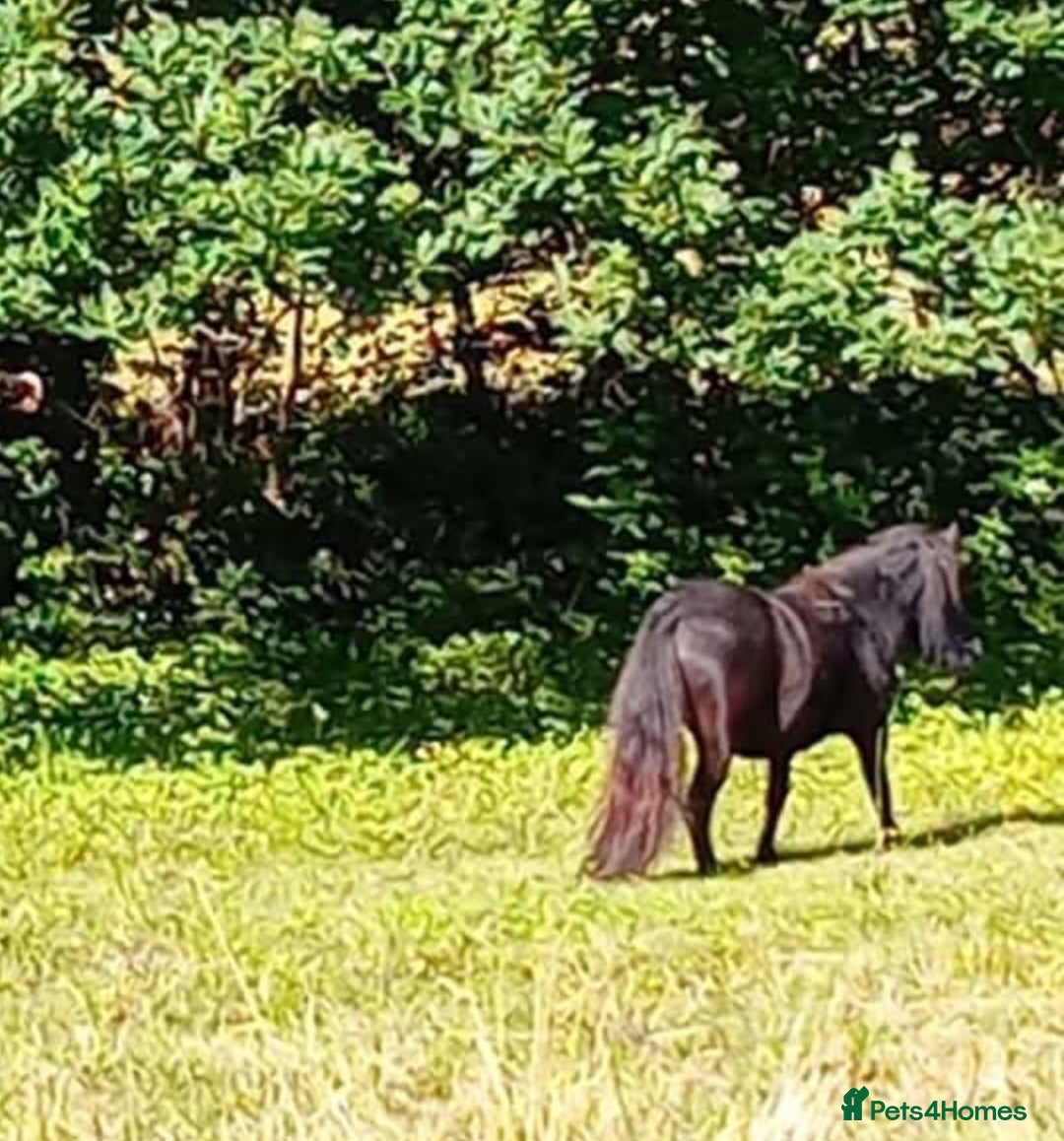 Shetland pony horses for sale: Storm - Image 3