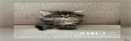 Mixed Breed cats for sale: Kittens for sale  - Advert 7
