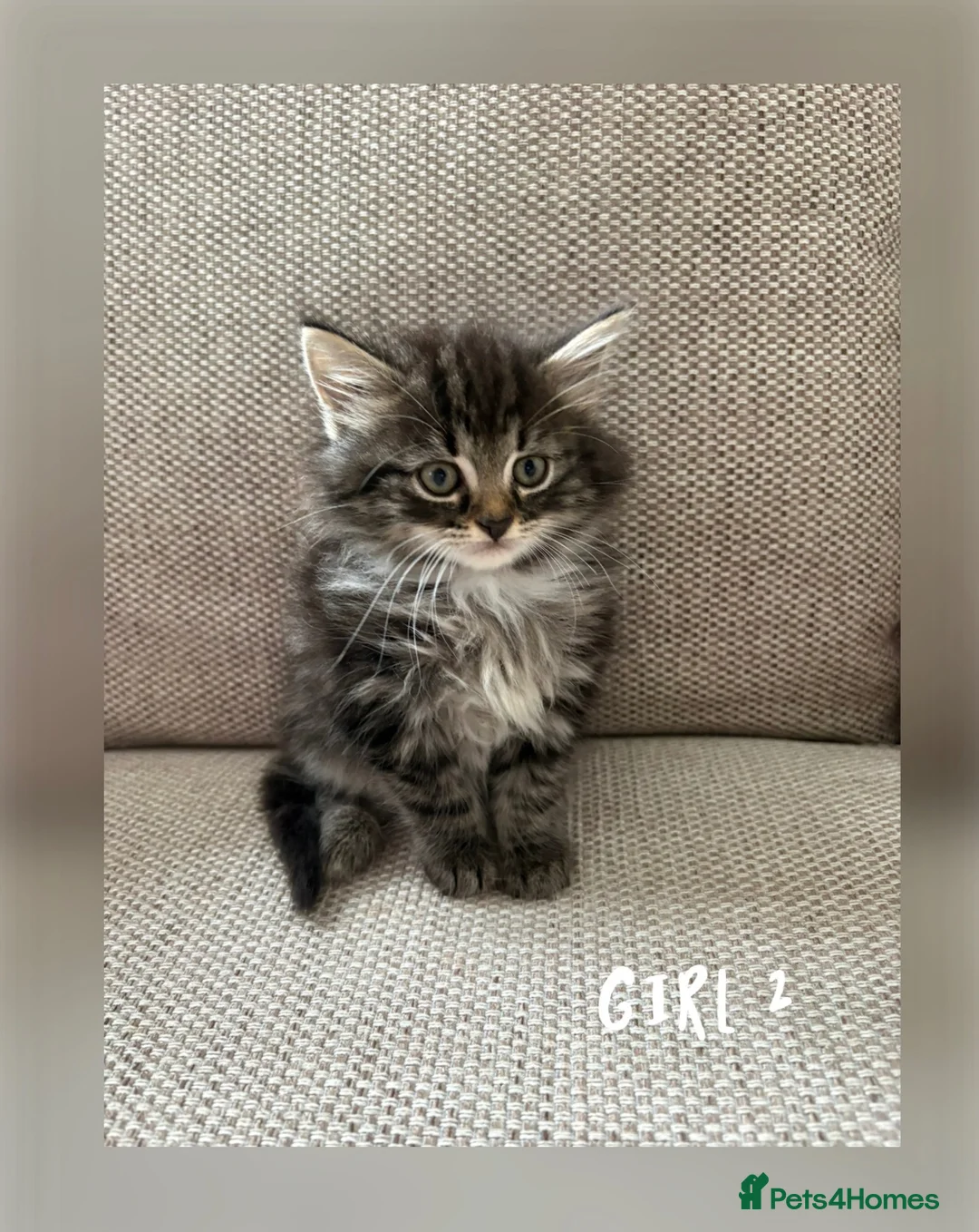 Mixed Breed cats for sale: Kittens for sale  - Advert 7