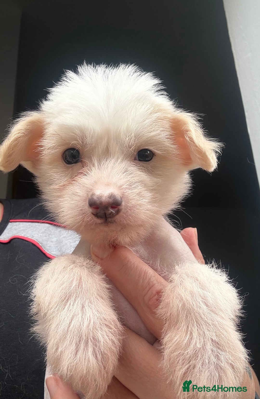 Chinese Crested dogs for sale: Cute Chinese Crested Hairy Hairless Boy.. 💙 - Image 4