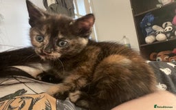 Mixed Breed cats for sale: 1 Gorgeous Tortoiseshell Left! - Image 3