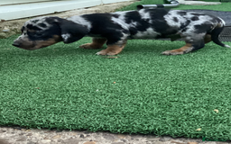 Dachshund dogs for sale: Dachshund puppies - Image 6