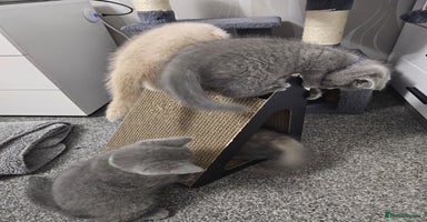 British Shorthair cats - Advert 5