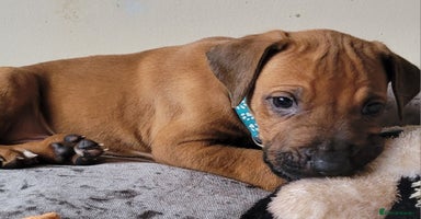 Rhodesian Ridgeback dogs - Advert 4