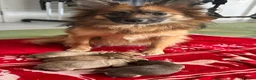 Pomchi dogs for sale: Beautiful Pomchi puppies  - Advert 12